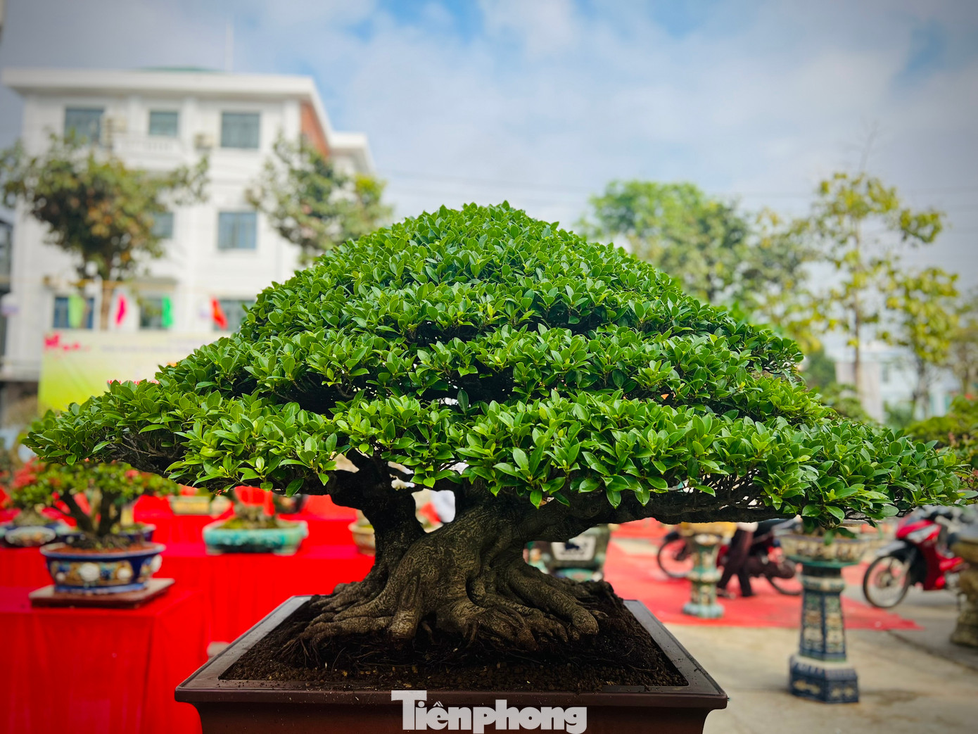 Theo một số nghệ nhân, tùy theo độ “cổ, kỳ, mỹ” mà các tác phẩm bonsai trưng bày tại triển lãm có giá từ 7 triệu đồng đến 500 triệu đồng.