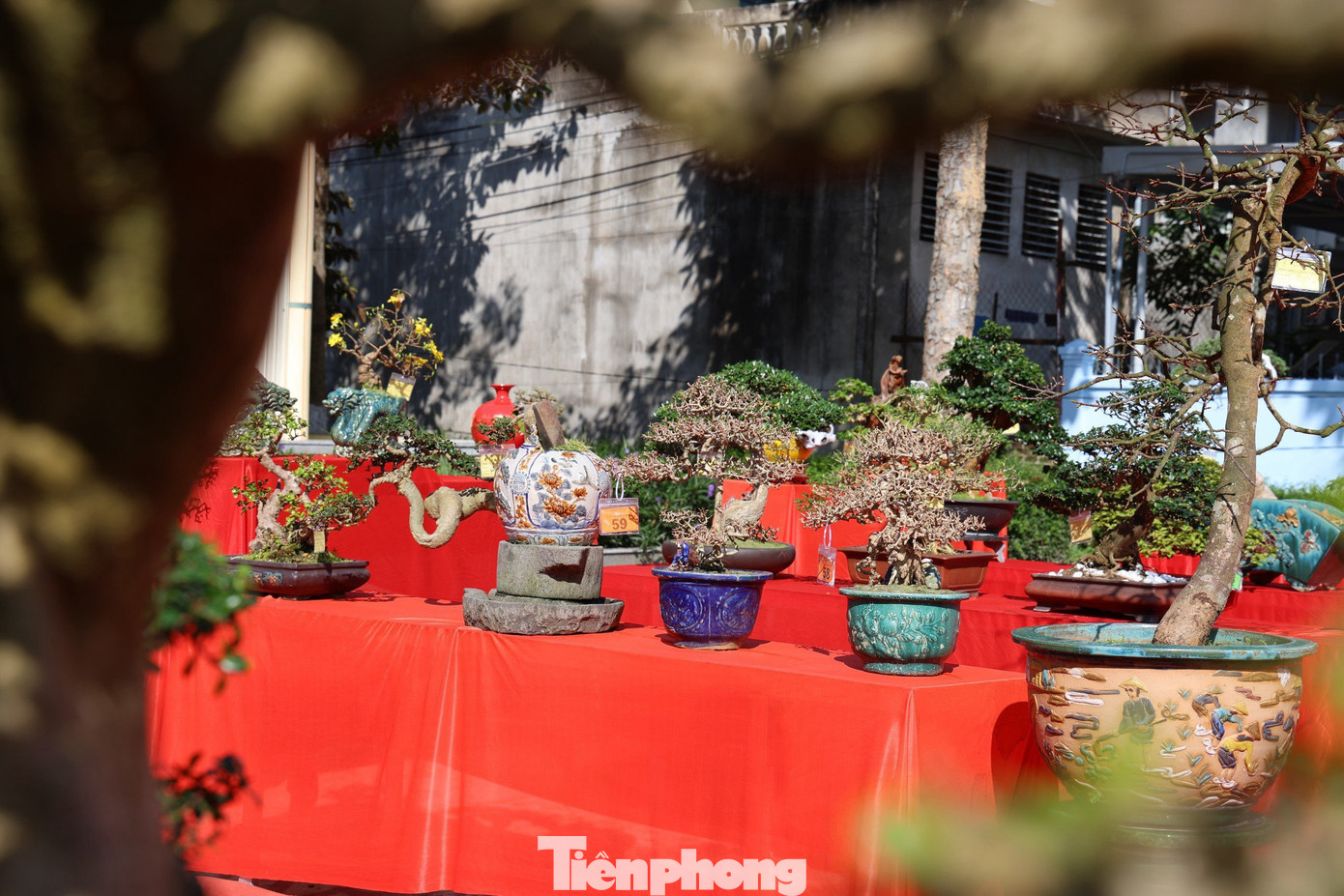 Triển lãm cây cảnh nghệ thuật chào Xuân Giáp Thìn 2024 còn tạo sân chơi lành mạnh cho những người có niềm đam mê, yêu thích với sinh vật cảnh.