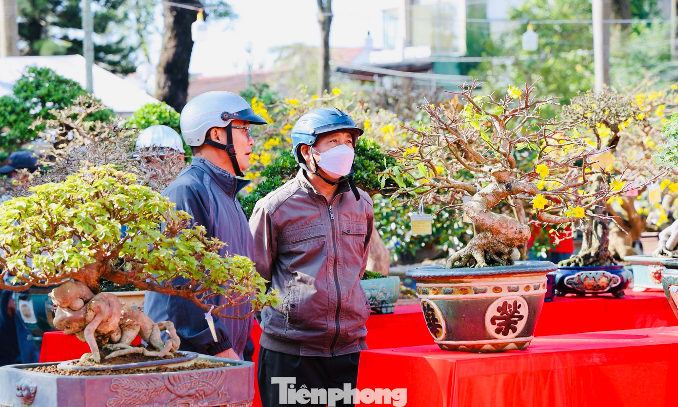 Chủ tịch Hội Sinh vật cảnh TP. Quảng Ngãi Hoàng Văn Thụ cho biết, các nghệ nhân mang những tác phẩm bonsai tâm huyết nhất của mình đến tham dự triển lãm. Chính vì vậy, chất lượng các tác phẩm khá cao, đáp ứng các tiêu chí “cổ, kỳ, mỹ”.