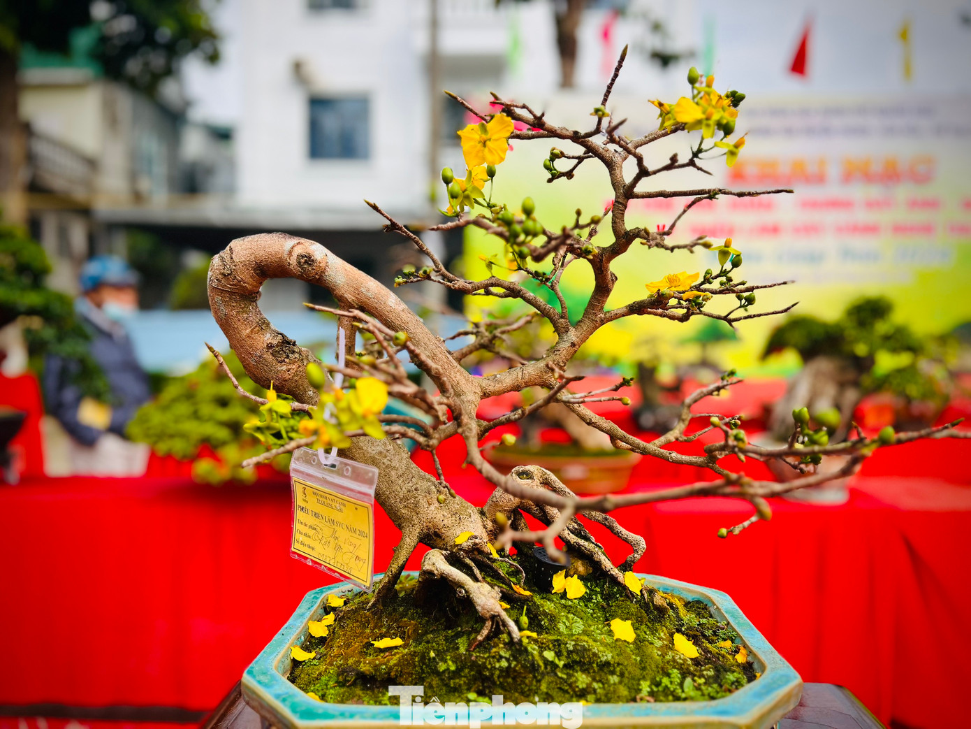 Các tác phẩm bonsai mai vàng đẹp, độc được các nghệ nhân mang đến triển lãm và dự thi.