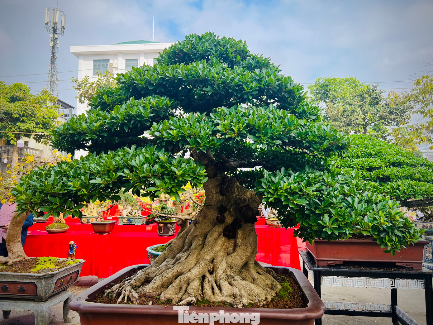 Theo một số nghệ nhân, tùy theo độ “cổ, kỳ, mỹ” mà các tác phẩm bonsai trưng bày tại triển lãm có giá từ 7 triệu đồng đến 500 triệu đồng.