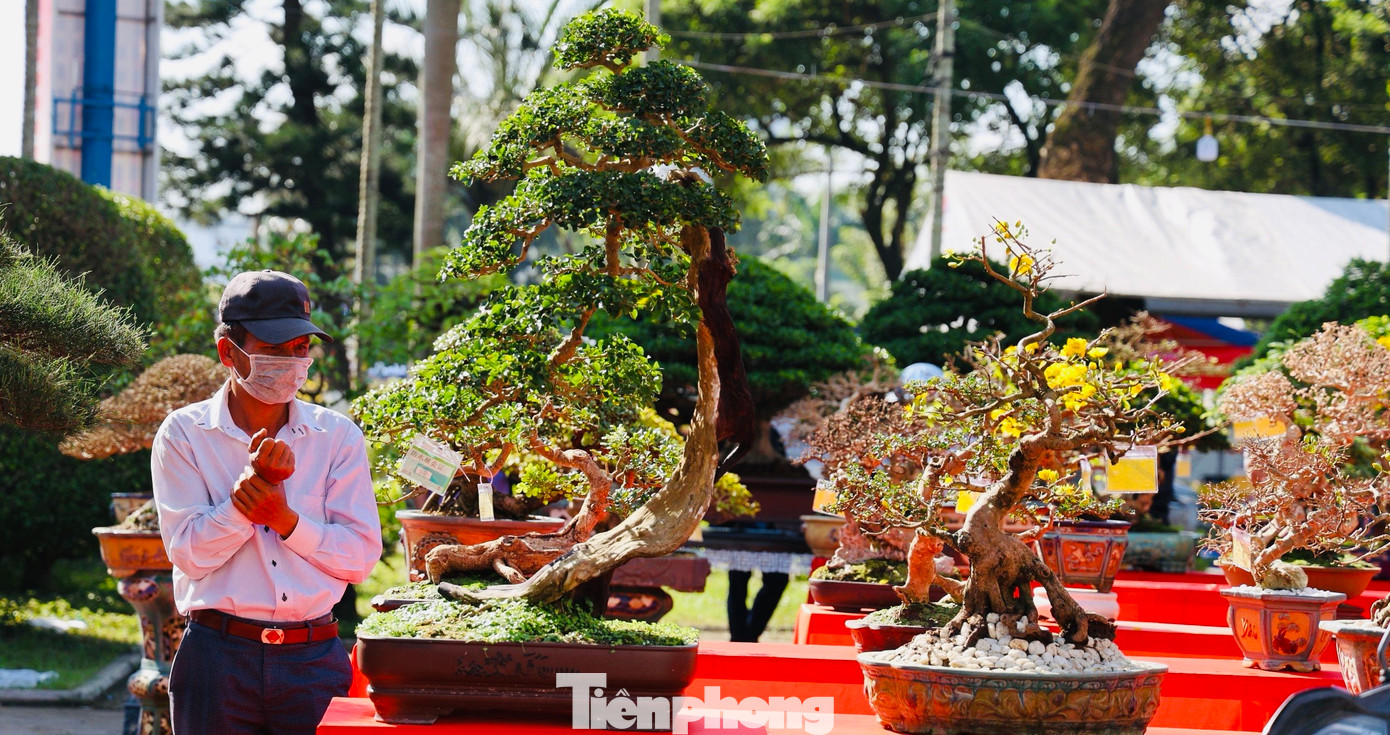 Chủ tịch Hội Sinh vật cảnh TP. Quảng Ngãi Hoàng Văn Thụ cho biết, các nghệ nhân mang những tác phẩm bonsai tâm huyết nhất của mình đến tham dự triển lãm. Chính vì vậy, chất lượng các tác phẩm khá cao, đáp ứng các tiêu chí “cổ, kỳ, mỹ”.