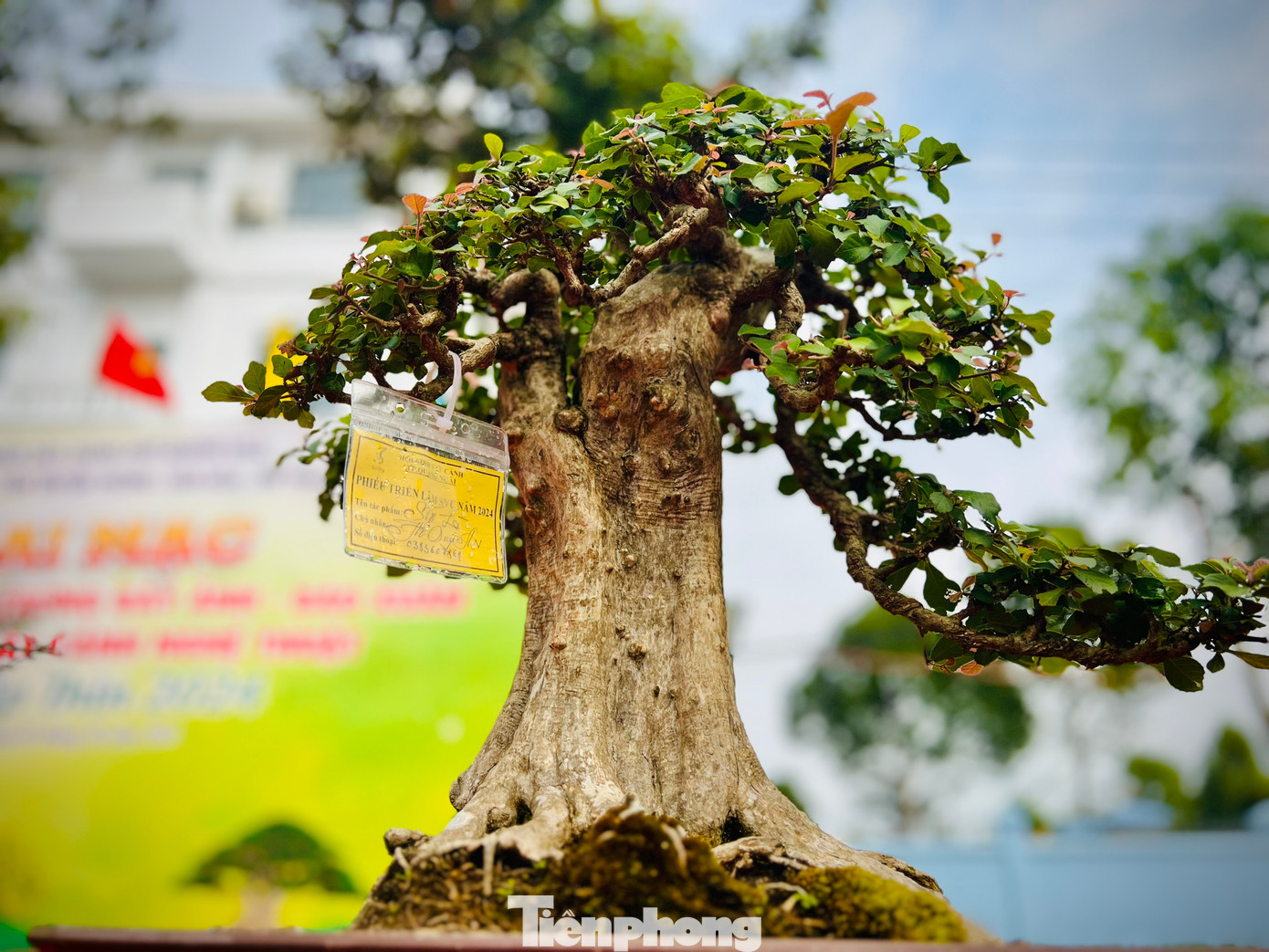 Những cây bonsai có hình dáng độc đáo.