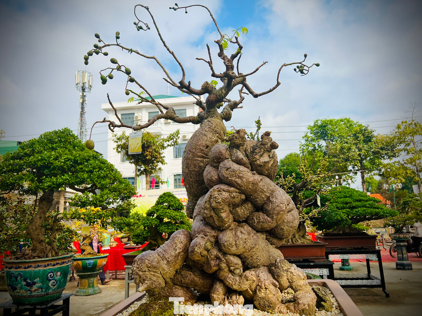 Cây cóc có gốc sần sùi hiếm gặp.