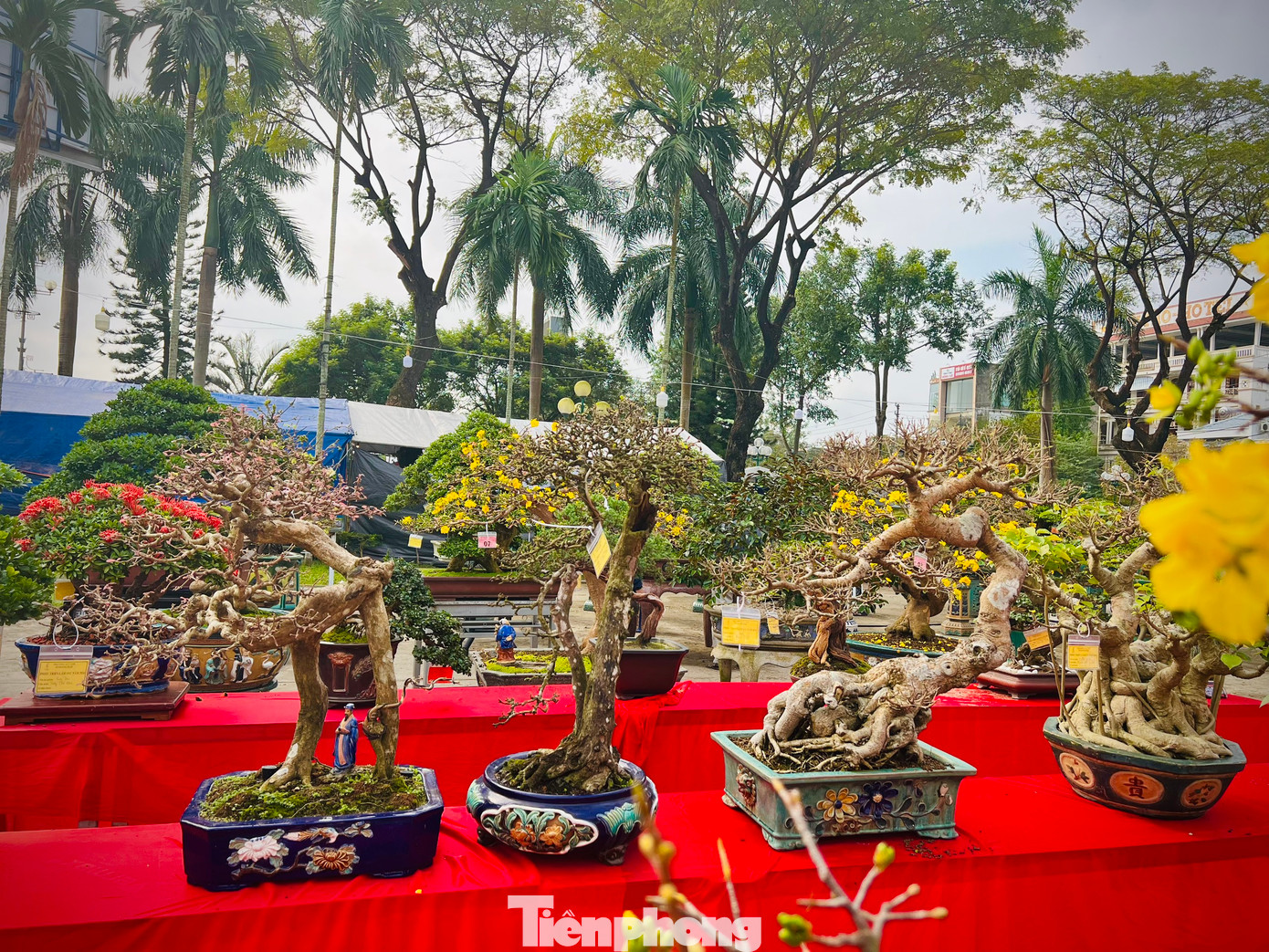 Tham gia triển lãm có gần 200 tác phẩm cây cảnh nghệ thuật, bonsai của 72 hội viên, nghệ nhân và các nhà vườn trên địa bàn tỉnh Quảng Ngãi.