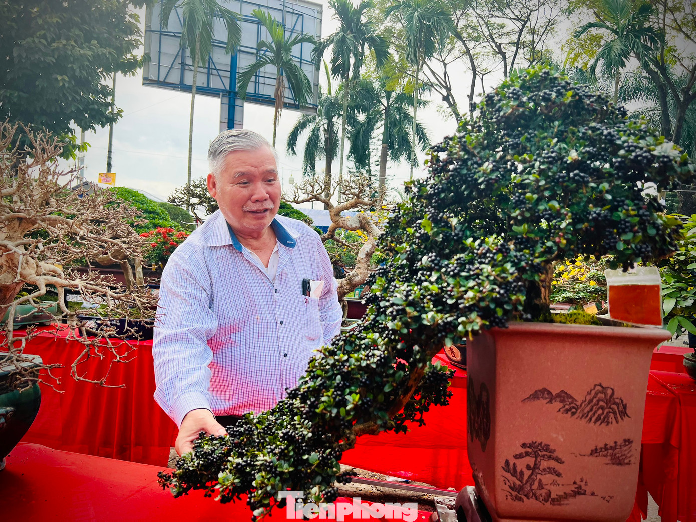 Tác phẩm bonsai sam núi trái dáng thác đổ rất đẹp tại triển lãm.