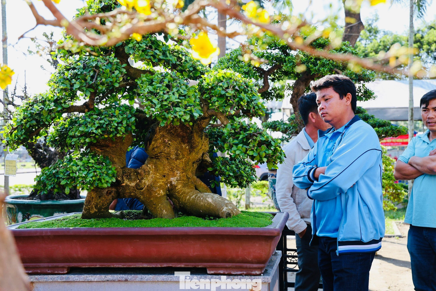 Người dân thích thú chiêm ngưỡng những tác phẩm bonsai tuyệt đẹp.