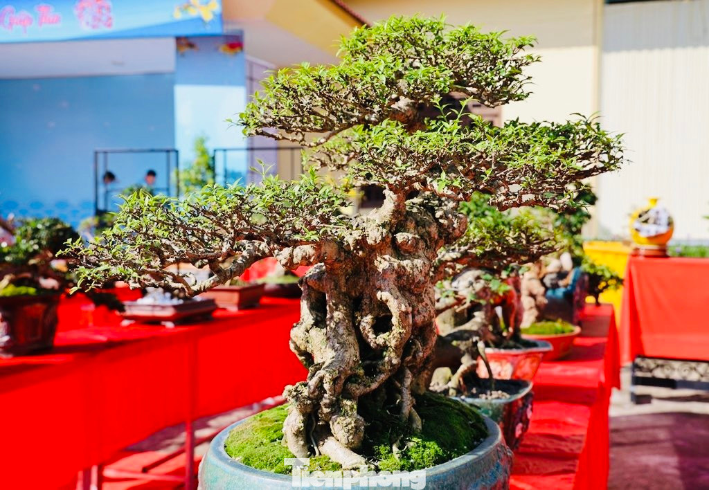 Những cây bonsai có hình dáng độc đáo.