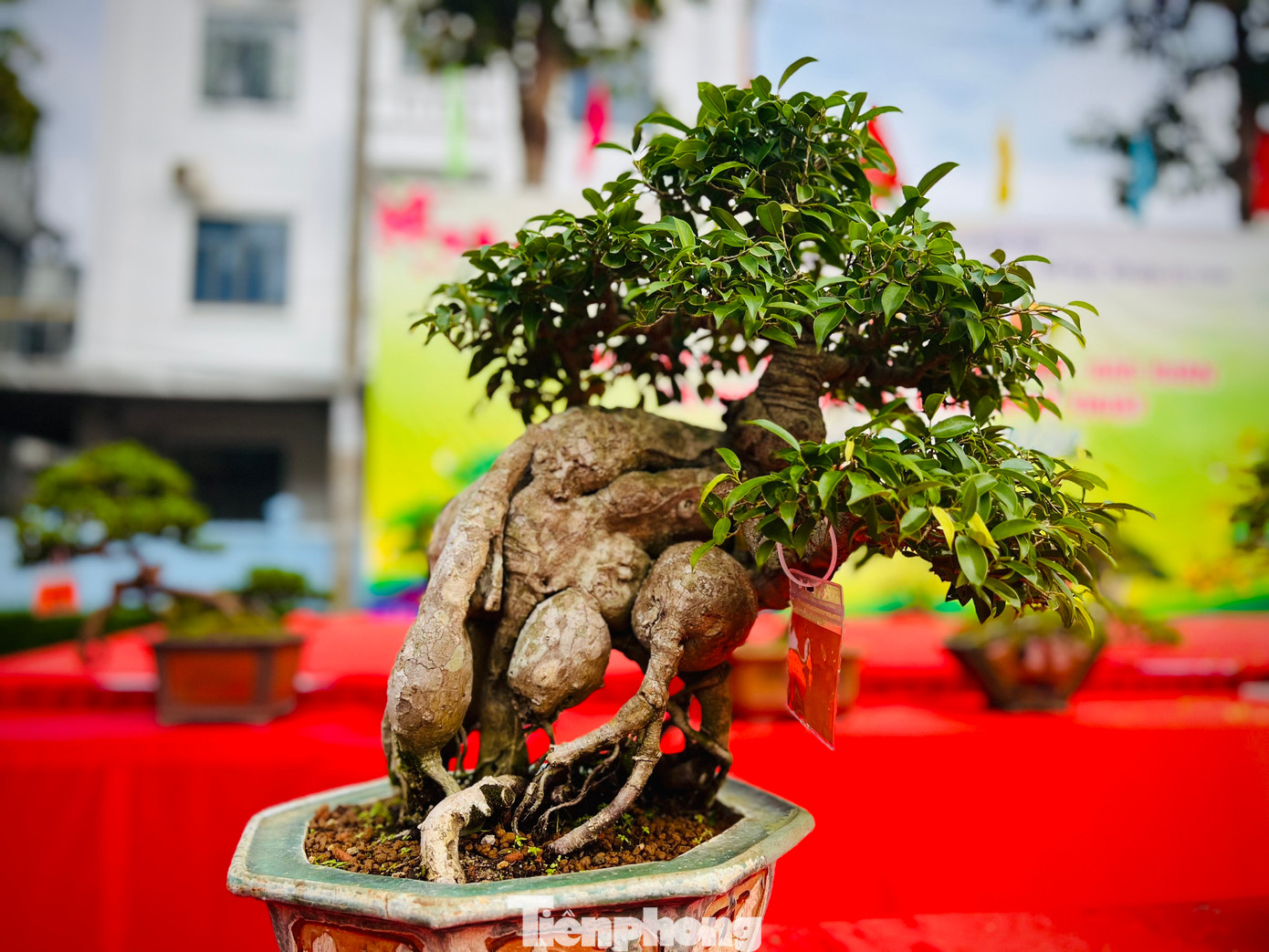 Những cây bonsai có hình dáng độc đáo.