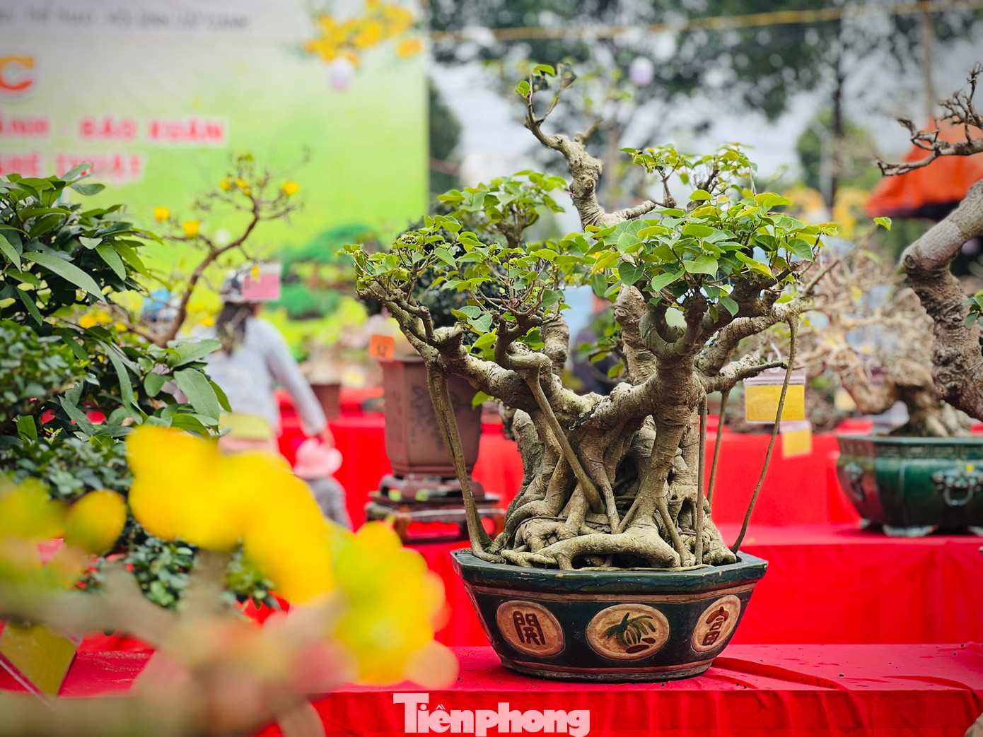 Triển lãm cây cảnh nghệ thuật chào Xuân Giáp Thìn 2024 còn tạo sân chơi lành mạnh cho những người có niềm đam mê, yêu thích với sinh vật cảnh.