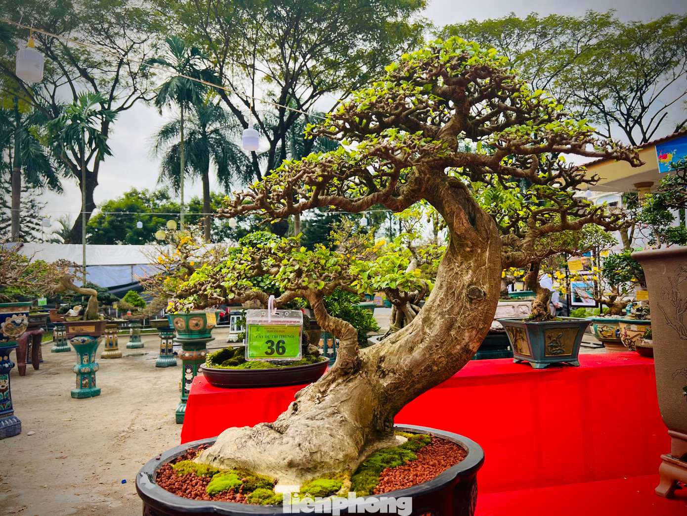 Những cây bonsai có hình dáng độc đáo.