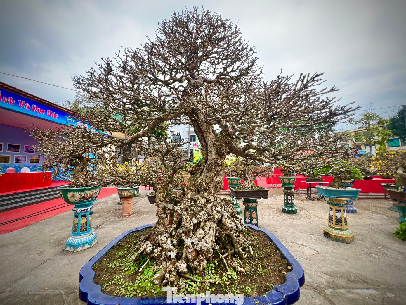 Theo một số nghệ nhân, tùy theo độ “cổ, kỳ, mỹ” mà các tác phẩm bonsai trưng bày tại triển lãm có giá từ 7 triệu đồng đến 500 triệu đồng.