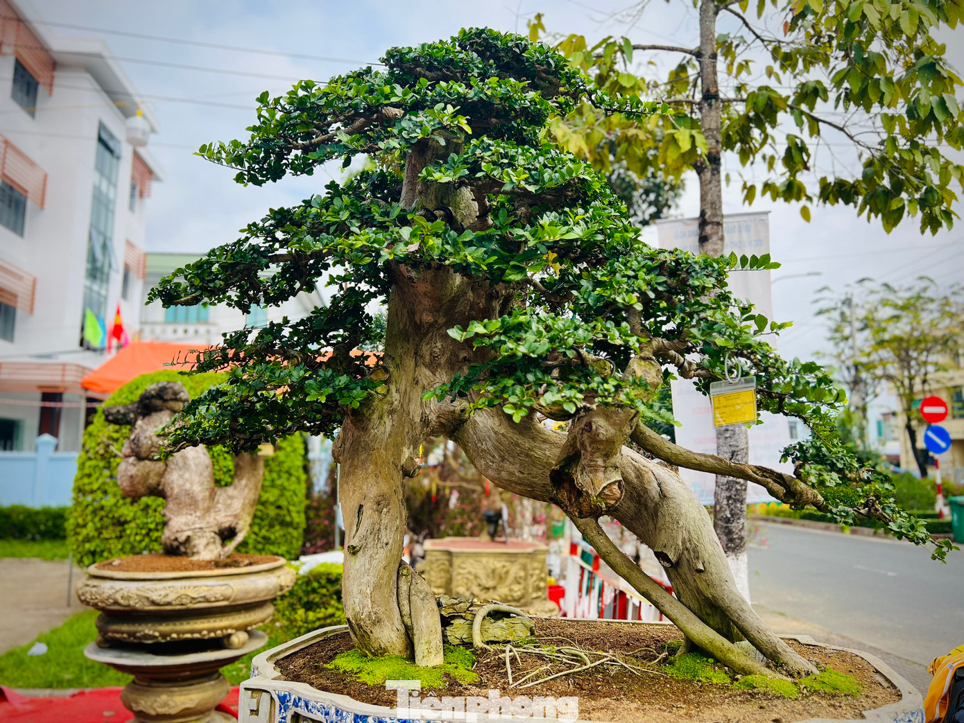 Theo một số nghệ nhân, tùy theo độ “cổ, kỳ, mỹ” mà các tác phẩm bonsai trưng bày tại triển lãm có giá từ 7 triệu đồng đến 500 triệu đồng.