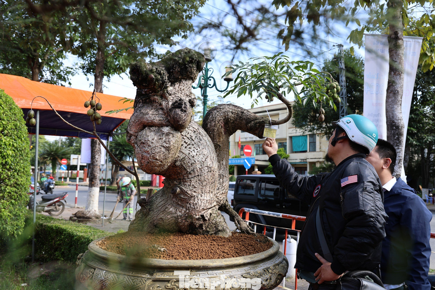 Người dân thích thú chiêm ngưỡng những tác phẩm bonsai tuyệt đẹp.