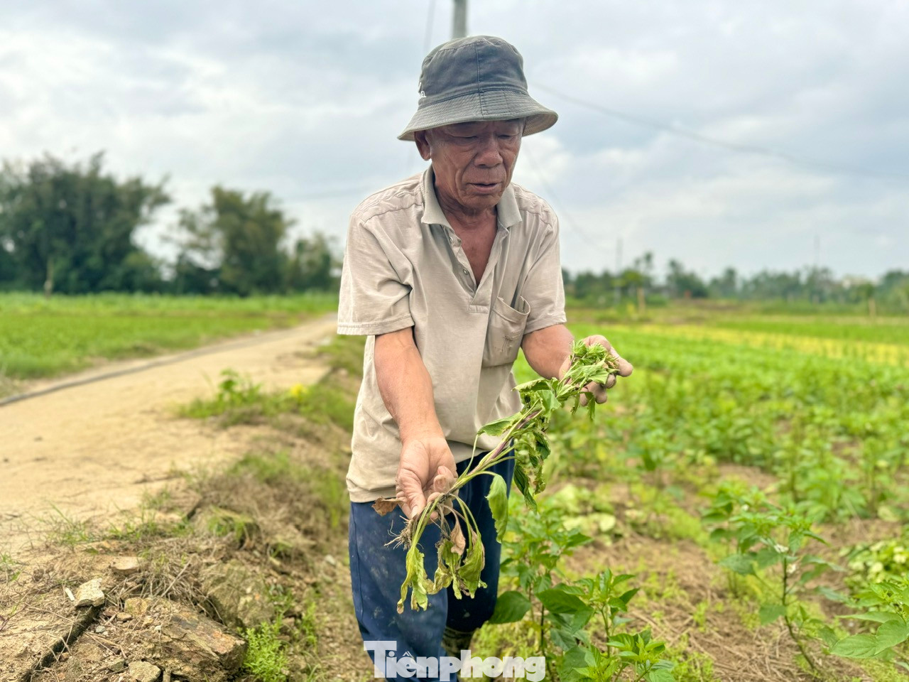 Không chỉ hoa lay ơn mà ngay cả hoa cúc cũng bị tình trạng tuột lá chân hoa, hư hại.