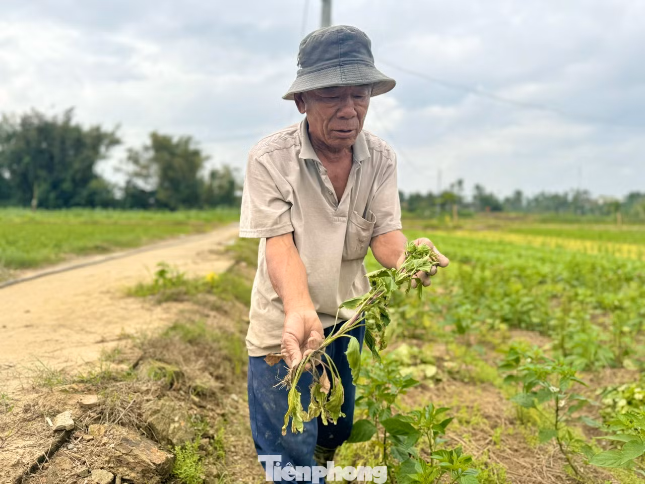 Không chỉ hoa lay ơn mà ngay cả hoa cúc cũng bị tình trạng tuột lá chân hoa, hư hại.