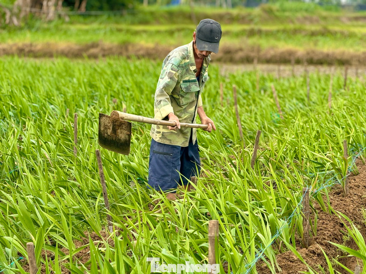 Người trồng hoa xã Nghĩa Hà nỗ lực chăm sóc diện tích hoa còn lại với hy vọng giảm bớt thiệt hại.