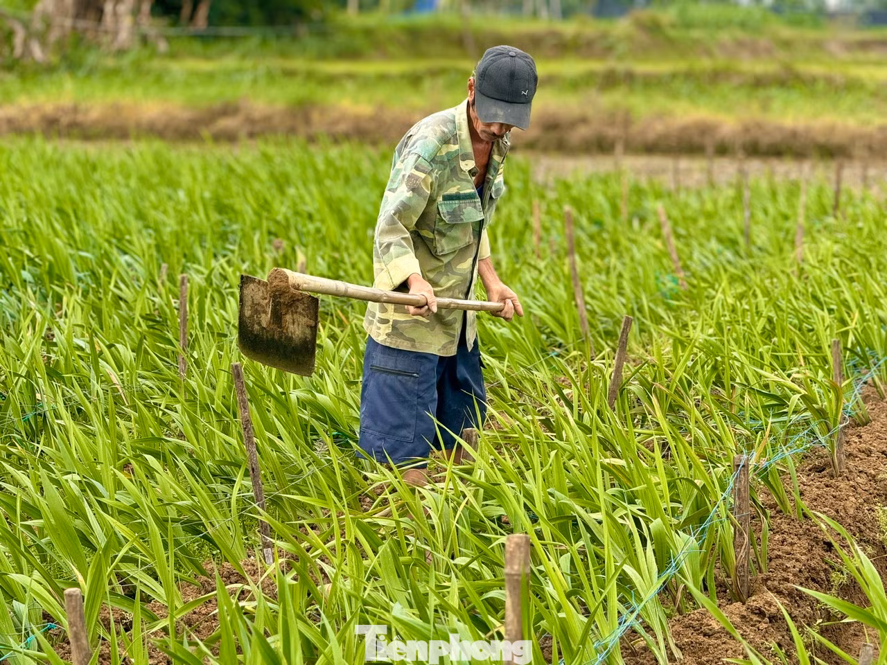 Người trồng hoa xã Nghĩa Hà nỗ lực chăm sóc diện tích hoa còn lại với hy vọng giảm bớt thiệt hại.