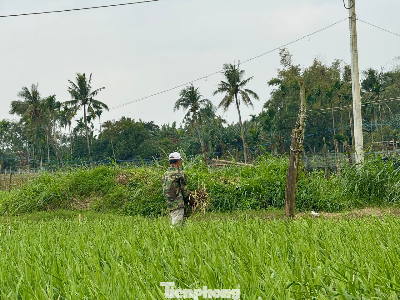 Người dân nhổ bỏ những cây hoa lay ơn bị chết.