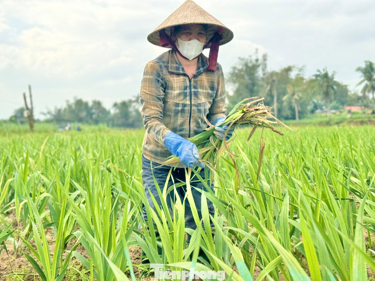 Người dân nhổ bỏ những cây hoa lay ơn bị chết.