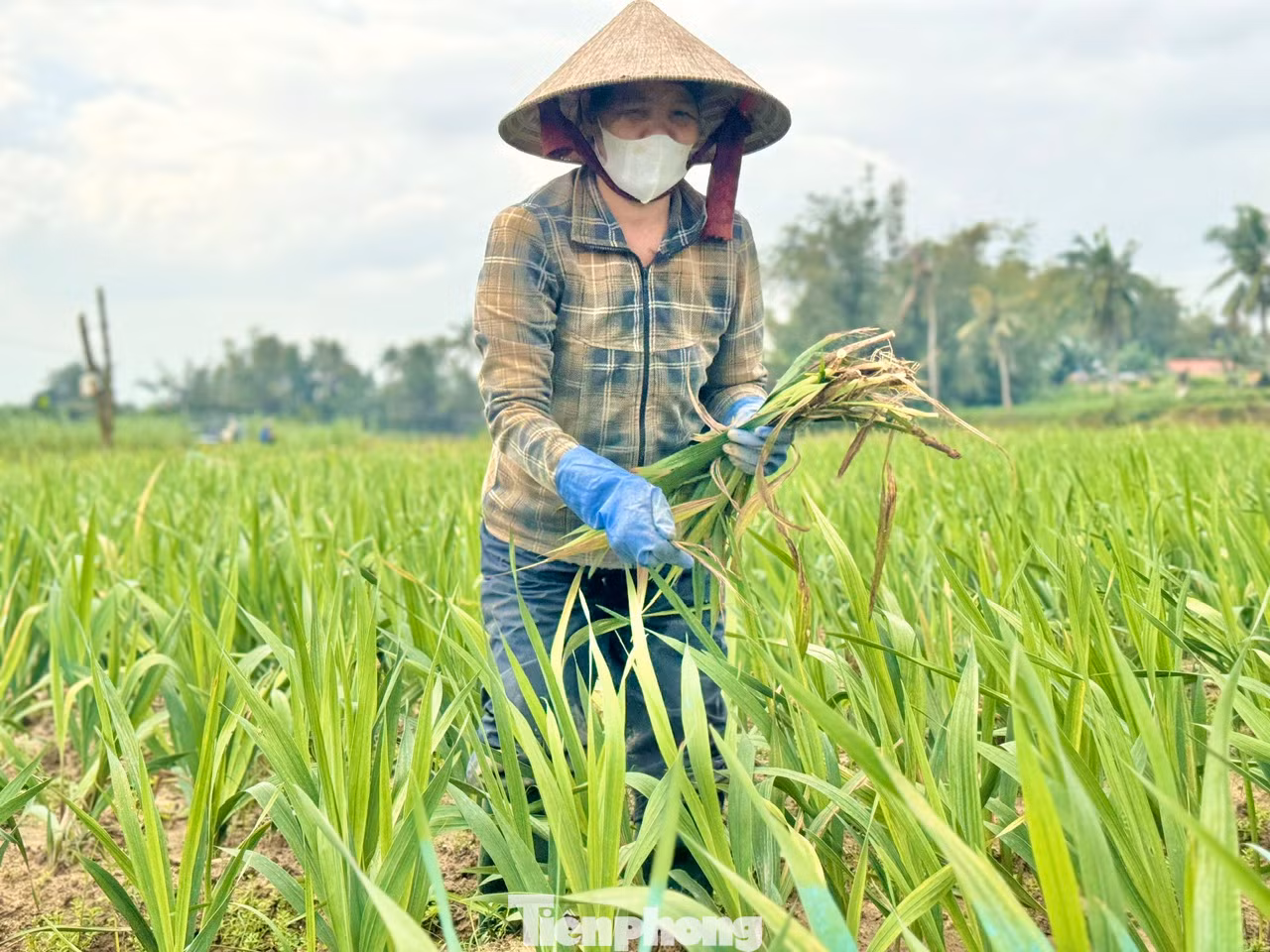Người dân nhổ bỏ những cây hoa lay ơn bị chết.