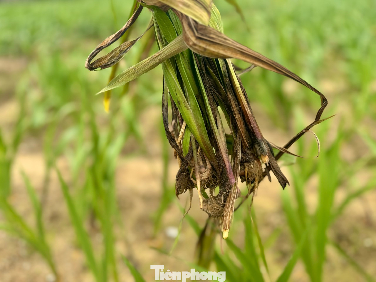 Nhiều diện tích hoa lay ơn bị vàng lá, thối rễ, thối củ, tím gốc rồi chết.