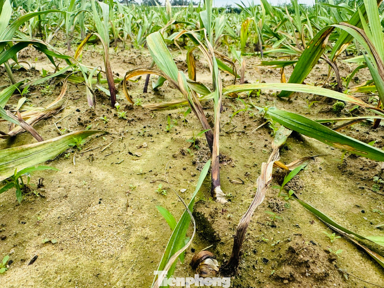 Nhiều diện tích hoa lay ơn bị vàng lá, thối rễ, thối củ, tím gốc rồi chết.