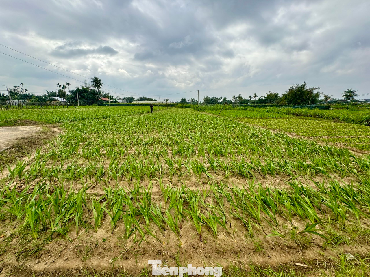 Nhiều thửa vườn hoa lay ơn bị vàng lá, hư hại trên 50%.