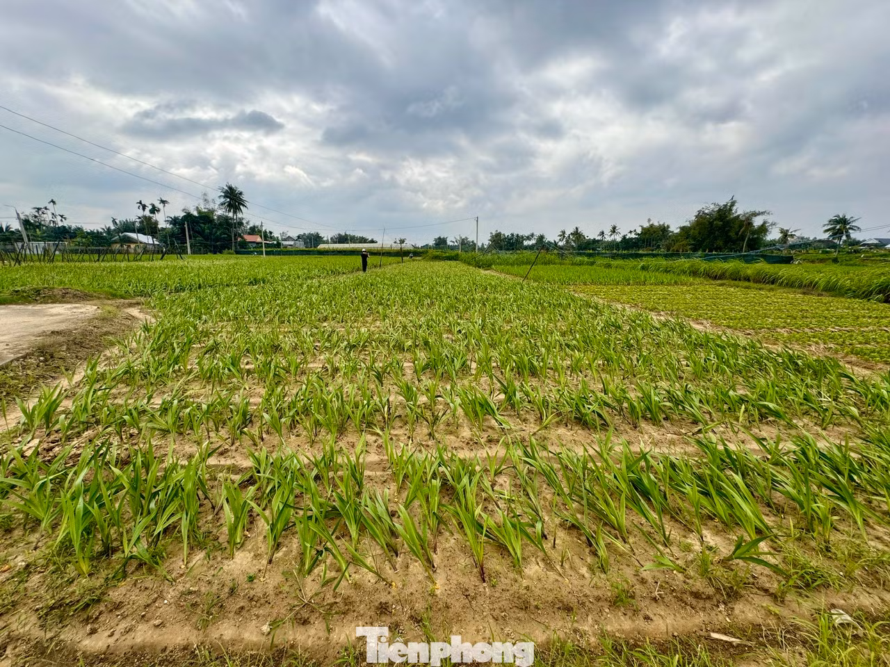 Nhiều thửa vườn hoa lay ơn bị vàng lá, hư hại trên 50%.
