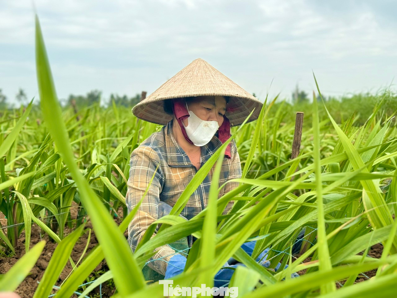 Người trồng hoa xã Nghĩa Hà nỗ lực chăm sóc diện tích hoa còn lại với hy vọng giảm bớt thiệt hại.