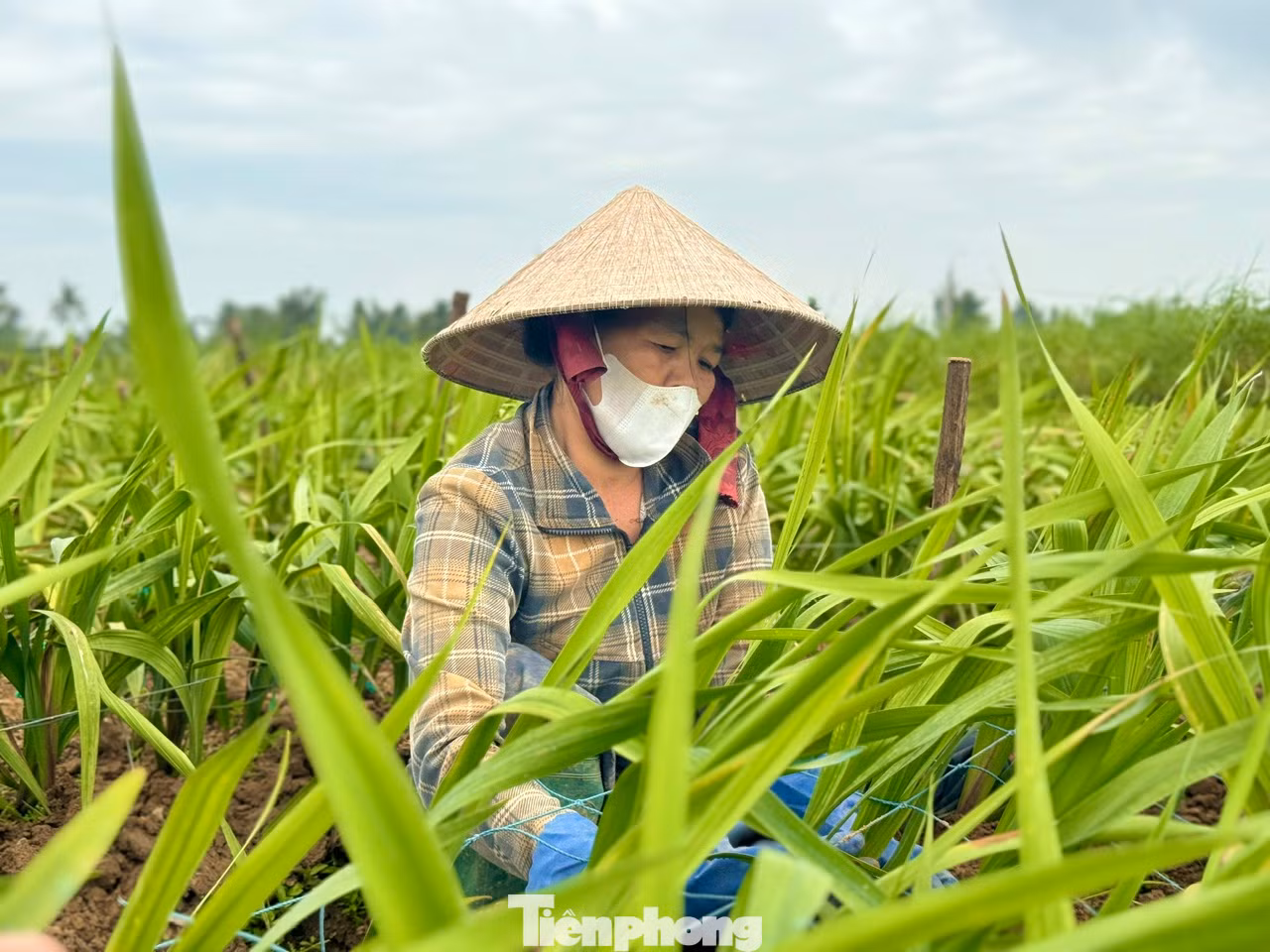 Người trồng hoa xã Nghĩa Hà nỗ lực chăm sóc diện tích hoa còn lại với hy vọng giảm bớt thiệt hại.