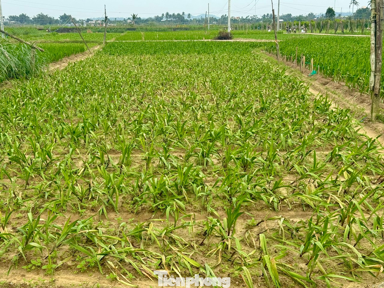 Nhiều thửa vườn hoa lay ơn bị vàng lá, hư hại trên 50%.