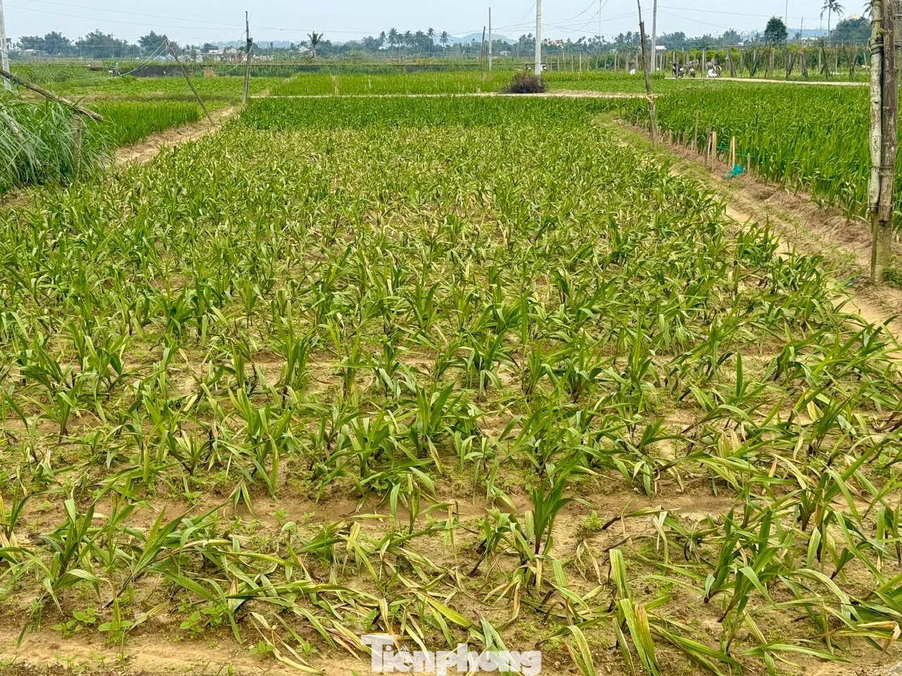 Nhiều thửa vườn hoa lay ơn bị vàng lá, hư hại trên 50%.