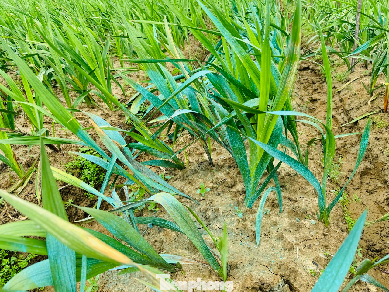 Người trồng hoa xã Nghĩa Hà nỗ lực chăm sóc diện tích hoa còn lại với hy vọng giảm bớt thiệt hại.