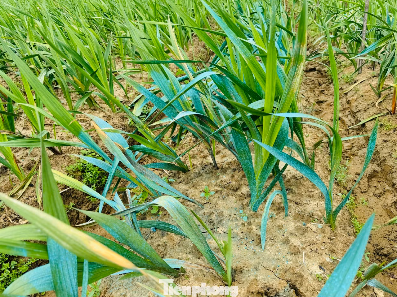 Người trồng hoa xã Nghĩa Hà nỗ lực chăm sóc diện tích hoa còn lại với hy vọng giảm bớt thiệt hại.