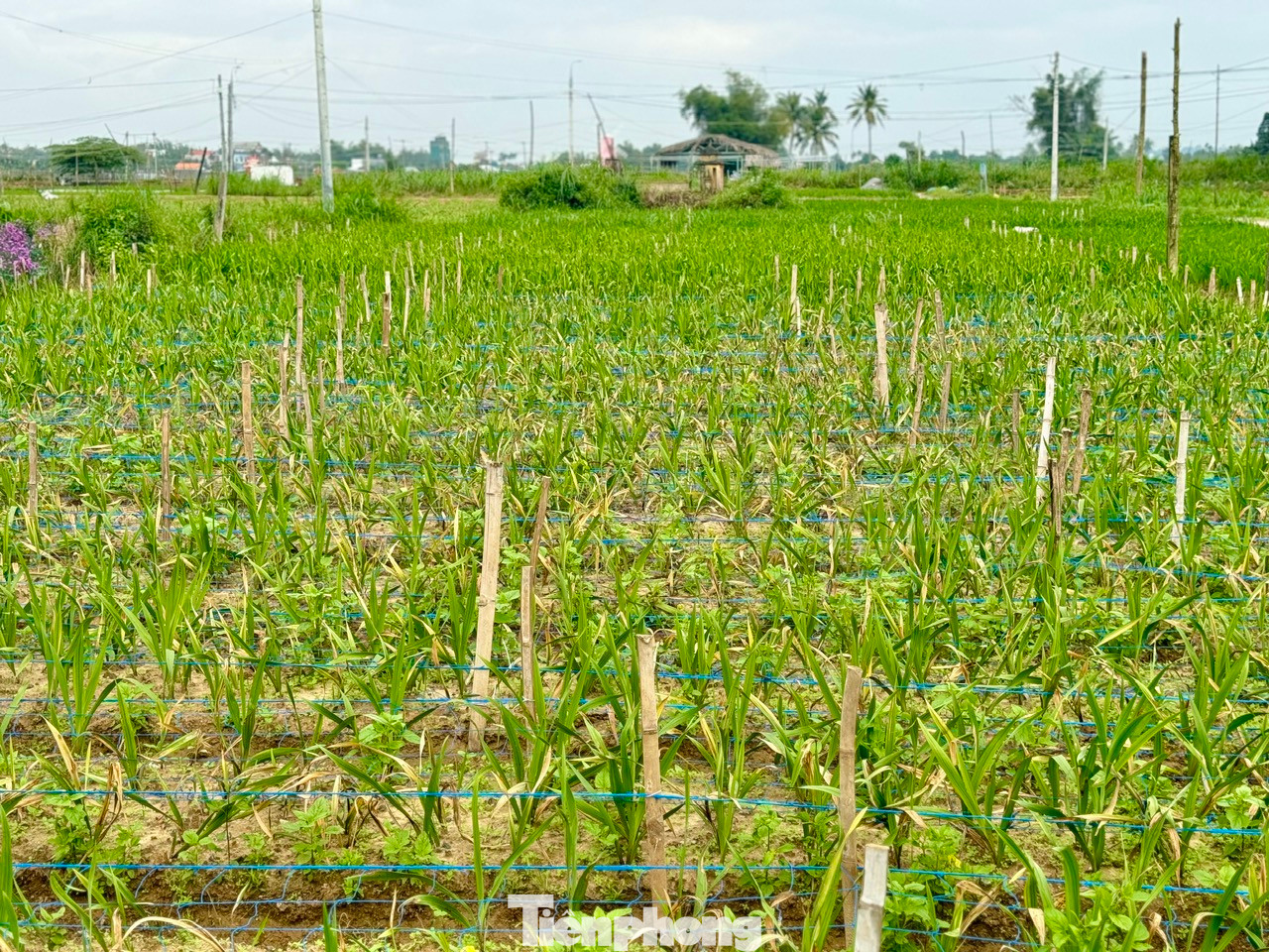 Nhiều thửa vườn hoa lay ơn bị vàng lá, hư hại trên 50%.