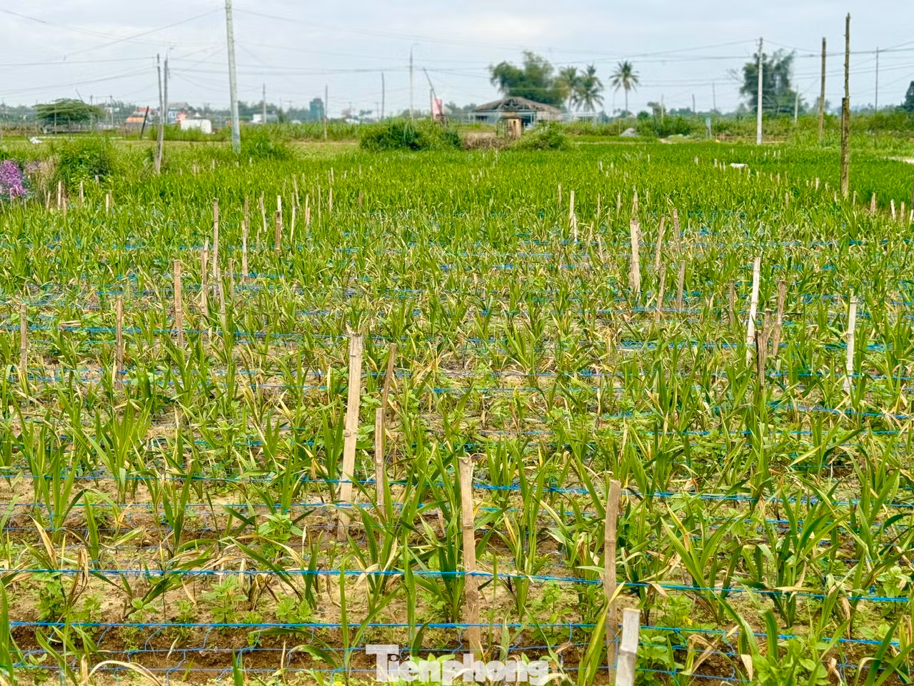Nhiều thửa vườn hoa lay ơn bị vàng lá, hư hại trên 50%.
