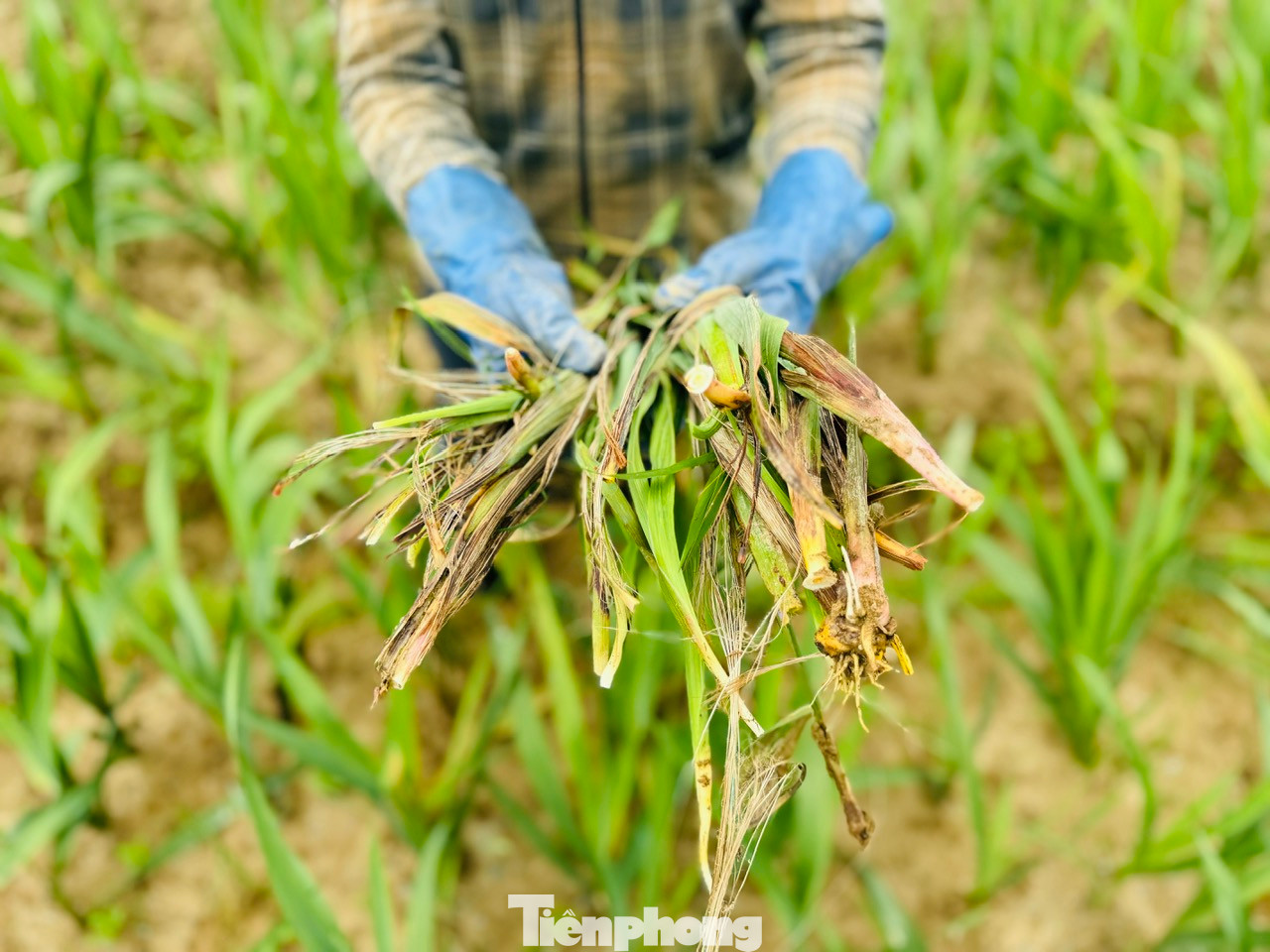 Người trồng hoa xã Nghĩa Hà nỗ lực chăm sóc diện tích hoa còn lại với hy vọng giảm bớt thiệt hại.