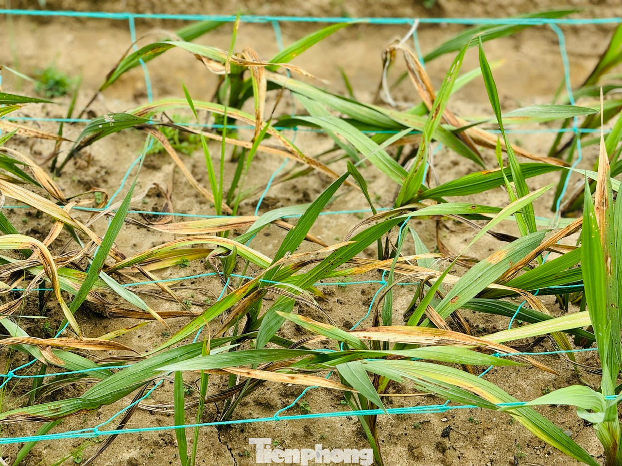 Nhiều diện tích hoa lay ơn bị vàng lá, thối rễ, thối củ, tím gốc rồi chết.