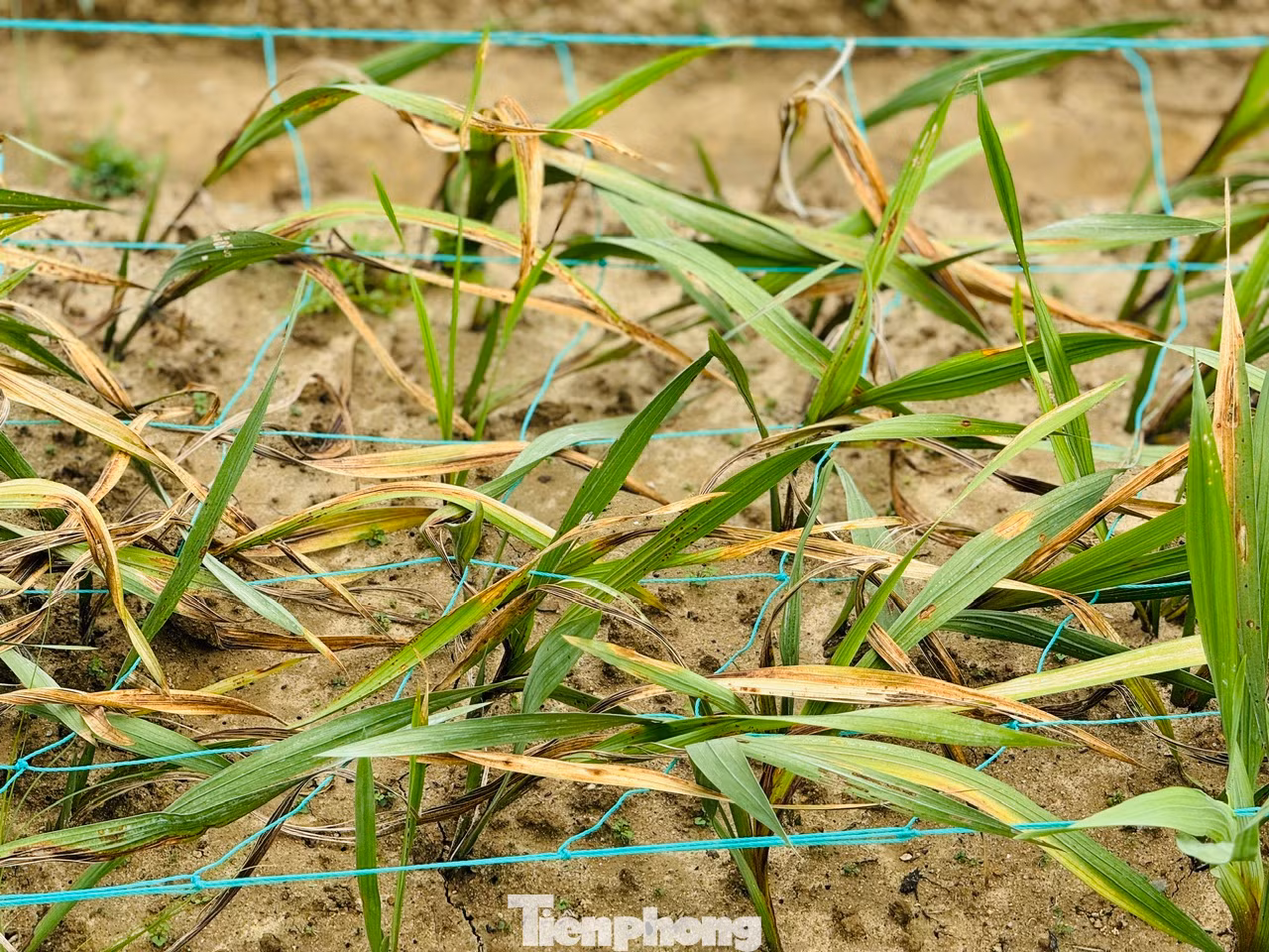 Nhiều diện tích hoa lay ơn bị vàng lá, thối rễ, thối củ, tím gốc rồi chết.