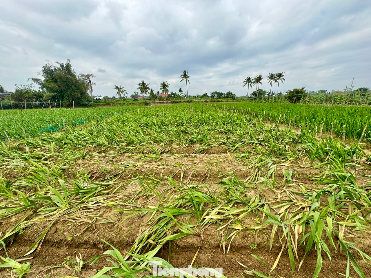 Nhiều thửa vườn hoa lay ơn bị vàng lá, hư hại trên 50%.