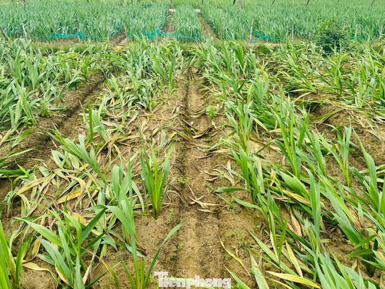 Nhiều diện tích hoa lay ơn bị vàng lá, thối rễ, thối củ, tím gốc rồi chết.