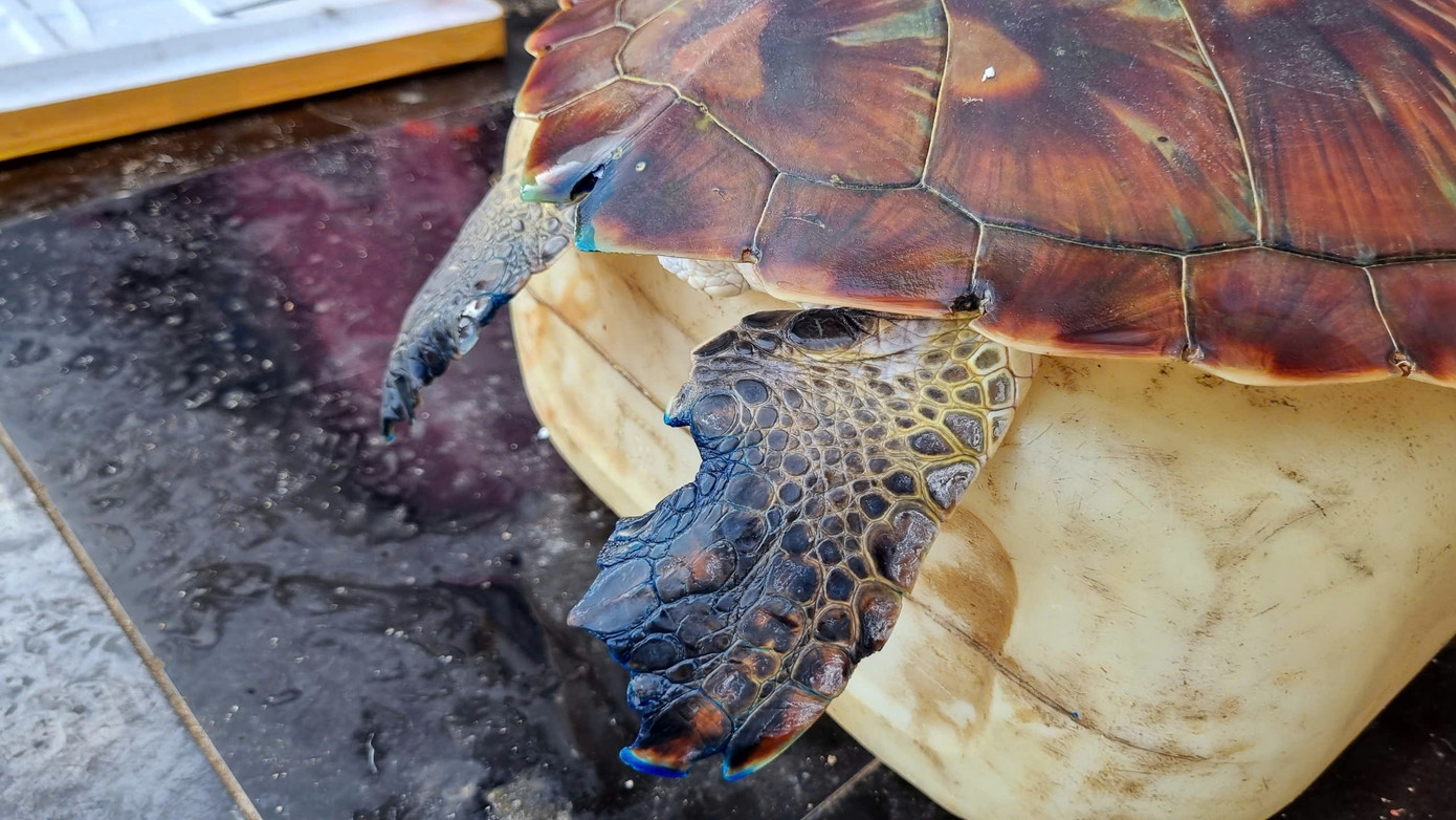 Rùa biển xanh (Chelonia mydas) là một loài nguy cấp, quý hiếm được ưu tiên bảo vệ, thuộc nhóm sách đỏ Việt Nam.