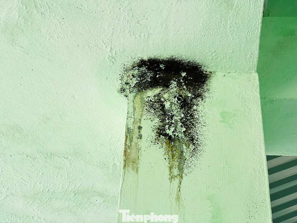 Xung quanh chợ, cỏ dại đã bắt đầu mọc và một số vị trí trên tường bị thấm mốc, xuống cấp.