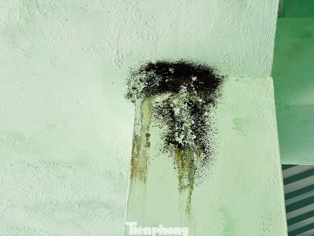 Xung quanh chợ, cỏ dại đã bắt đầu mọc và một số vị trí trên tường bị thấm mốc, xuống cấp.