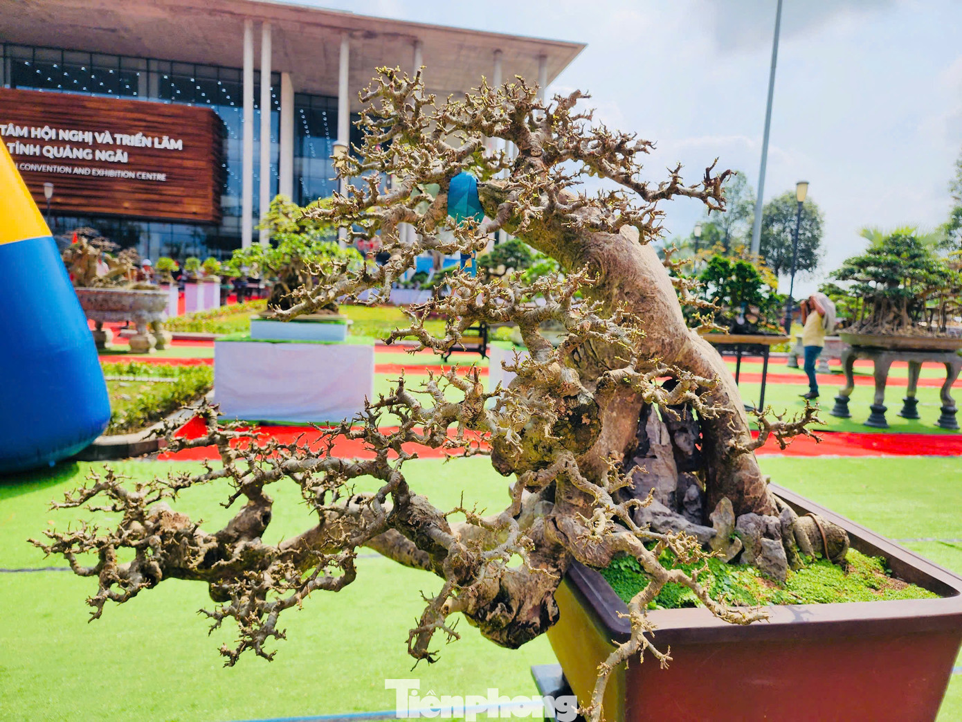 “Quá đẹp, hi vọng trong những ngày đến, tôi sẽ có duyên giao lưu trao đổi một cây mà mình thích”, anh Phong nói. Ảnh: Nguyễn Ngọc