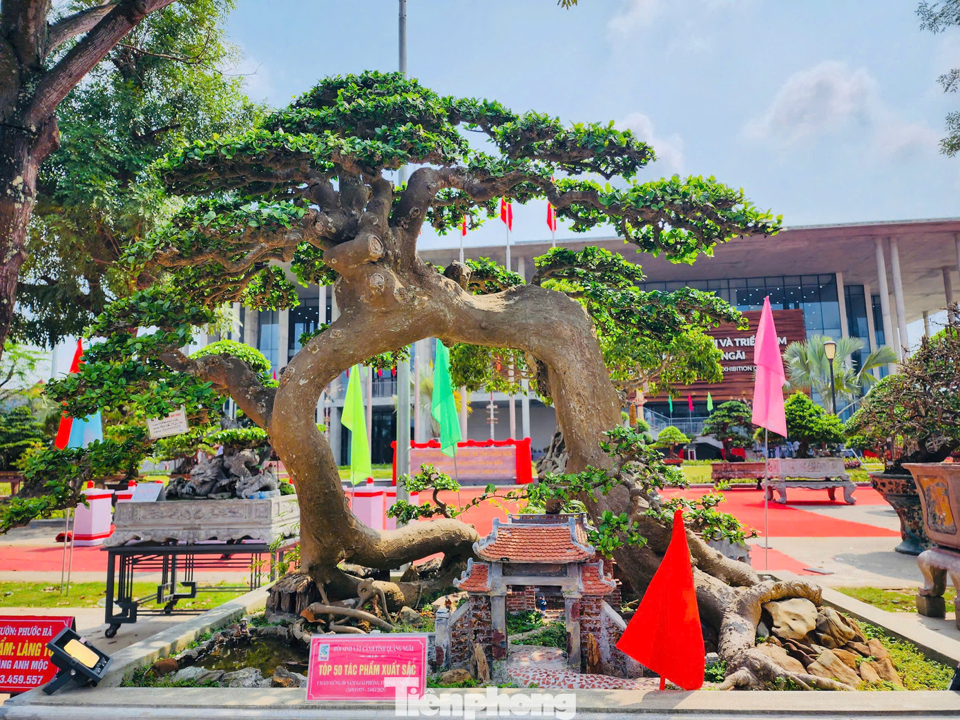 “Bonsai thì giá rất “vô cùng” nên tùy thuộc vào phong cách người chơi mà mức giá có thể khác nhau. Vậy nên nói về giá là điều tối kỵ với nhiều nghệ nhân khi mang đến triển lãm”, ông Giữ nói. Ảnh: Nguyễn Ngọc