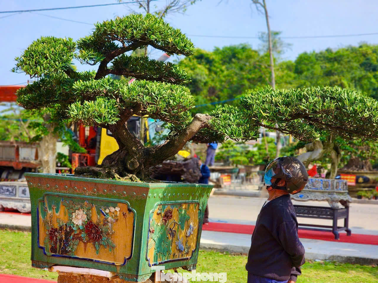 Nhiều tác phẩm bonsai đẹp mắt được trưng bày triển lãm. Ảnh: Nguyễn Ngọc