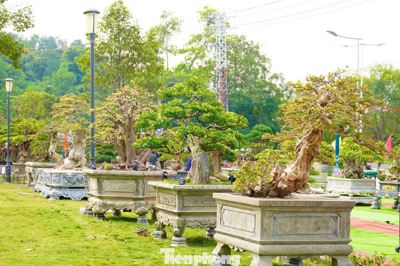 Đây cũng là một trong những sự kiện kỷ niệm 50 năm Ngày giải phóng tỉnh Quảng Ngãi (24/3/1975- 24/3/2025). Ảnh: Nguyễn Ngọc