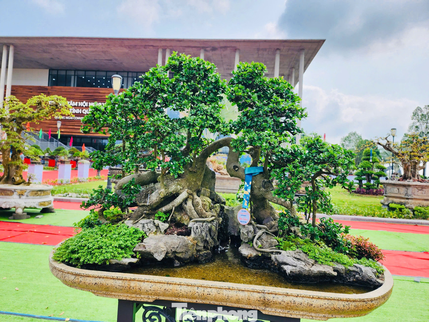 “Quá đẹp, hi vọng trong những ngày đến, tôi sẽ có duyên giao lưu trao đổi một cây mà mình thích”, anh Phong nói. Ảnh: Nguyễn Ngọc